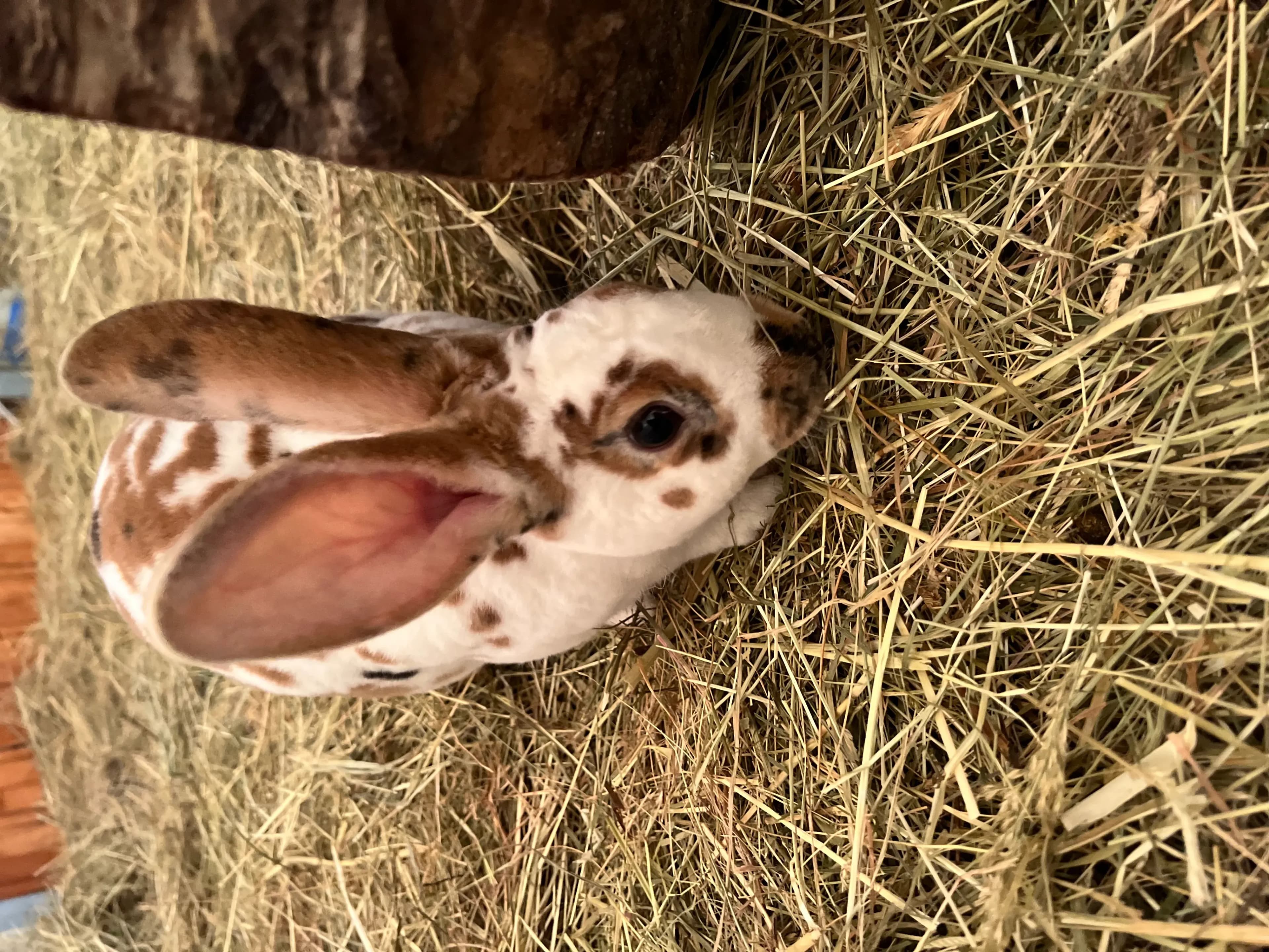 Urlaub auf dem Erlebnisbauernhof – Reiten, Tiere & Natur für Kinder