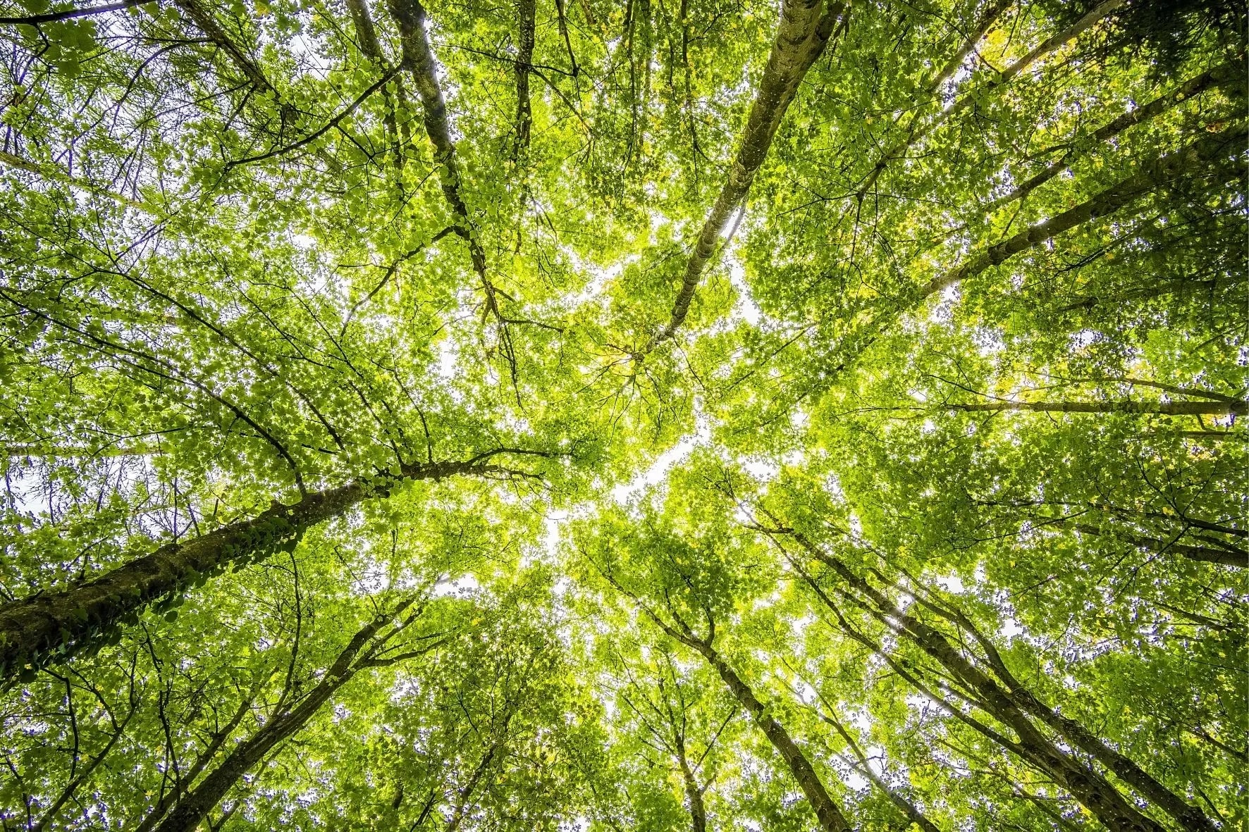 Habt Ihr Lust auf eine Runde Waldbaden im Bayerischen Wald? - Aber was ist das eigentlich?