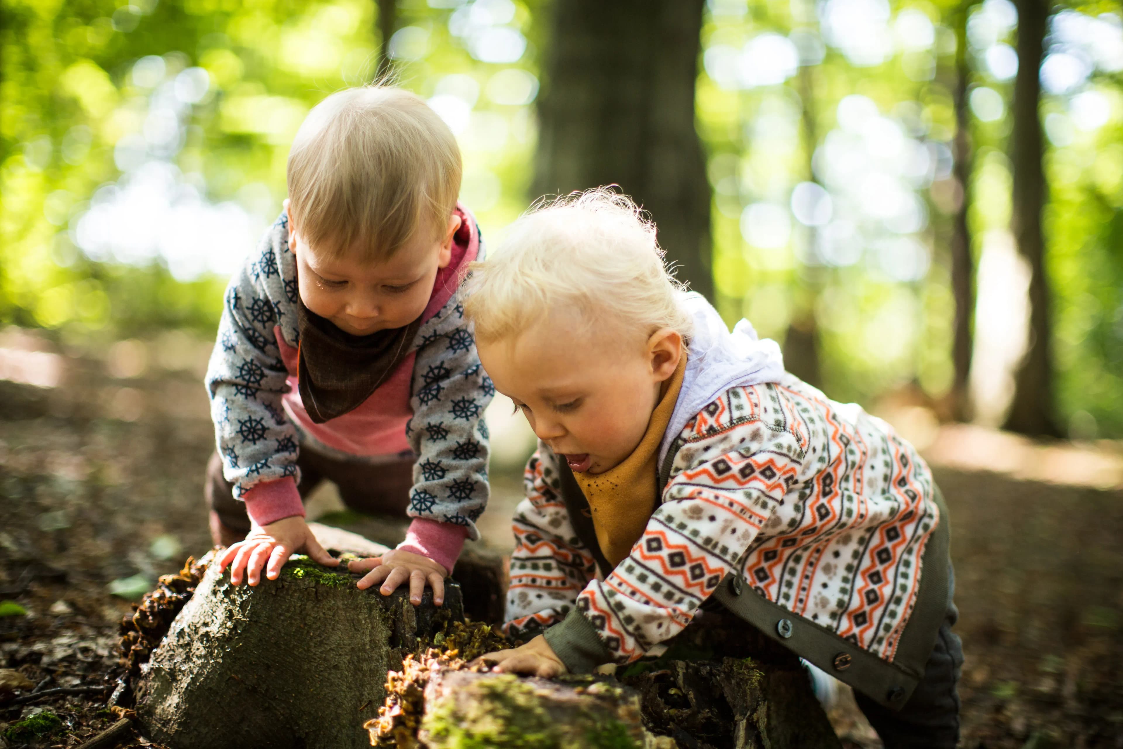 Kinder entdecken den Wald