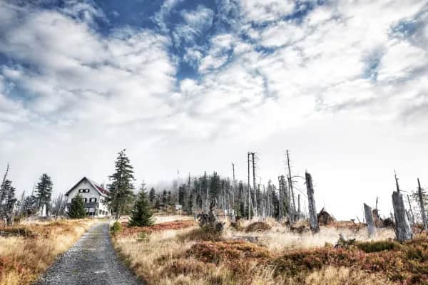 Einblick in den Bayerischen Wald