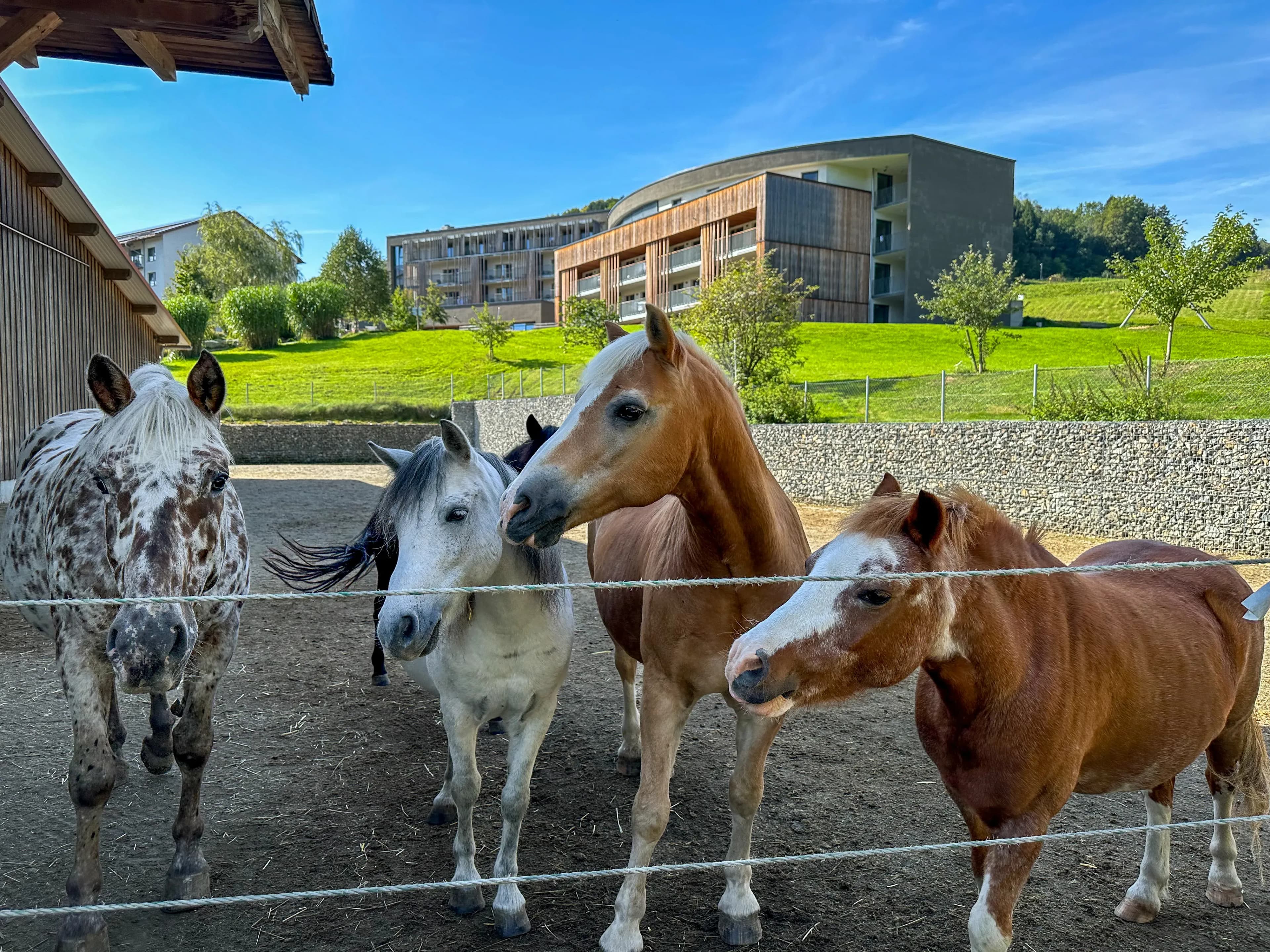 Pferde im Familienhotel Schreinerhof