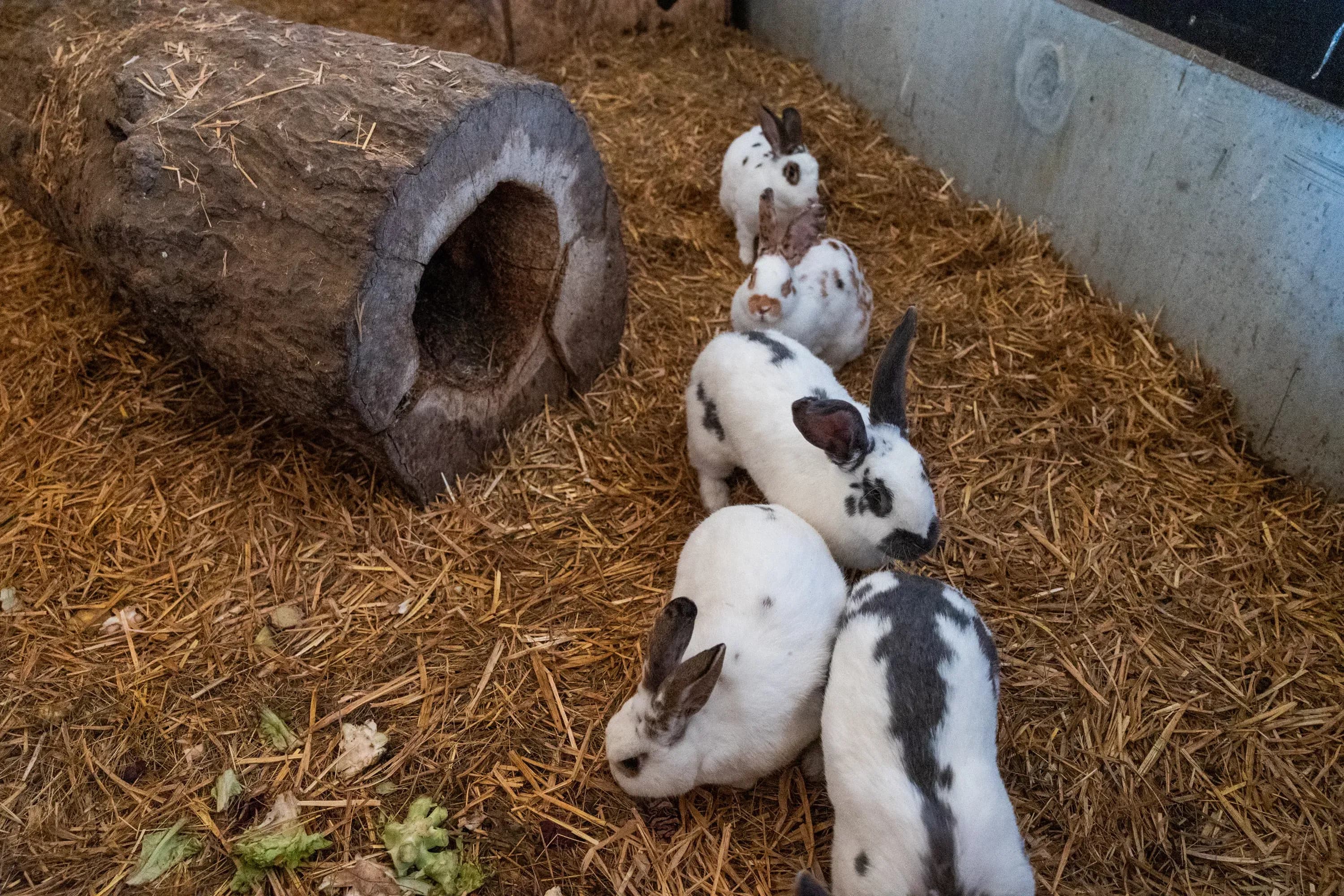 Kinder füttern Tiere und erleben Abenteuer auf dem Bauernhof des Familienhotels Schreinerhof im Bayerischen Wald.
